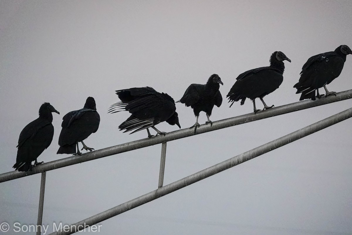 Black Vulture - ML642513009