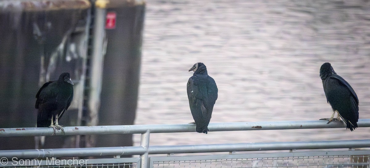 Black Vulture - ML642513010