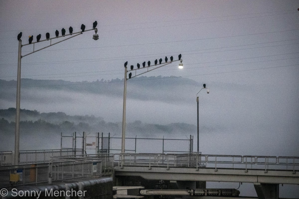 Black Vulture - ML642513011