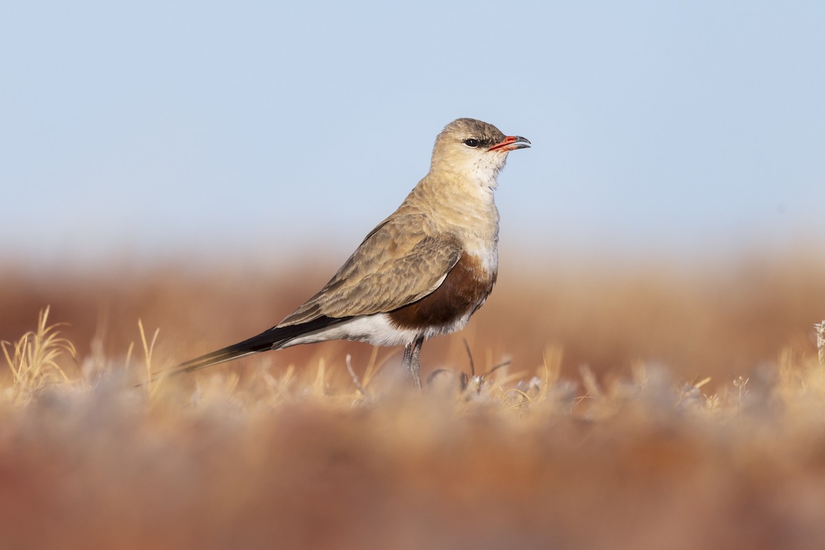 Australian Pratincole - ML642513014