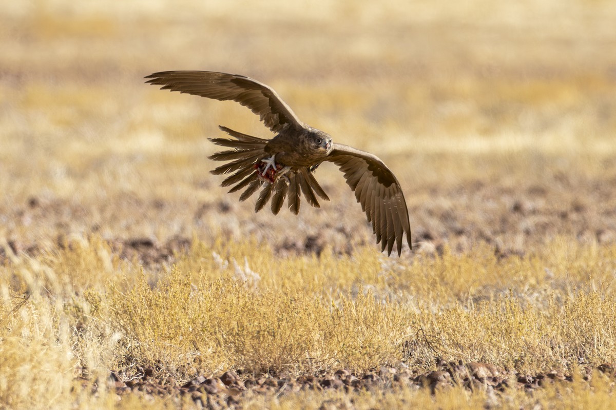 Black Falcon - ML642513016