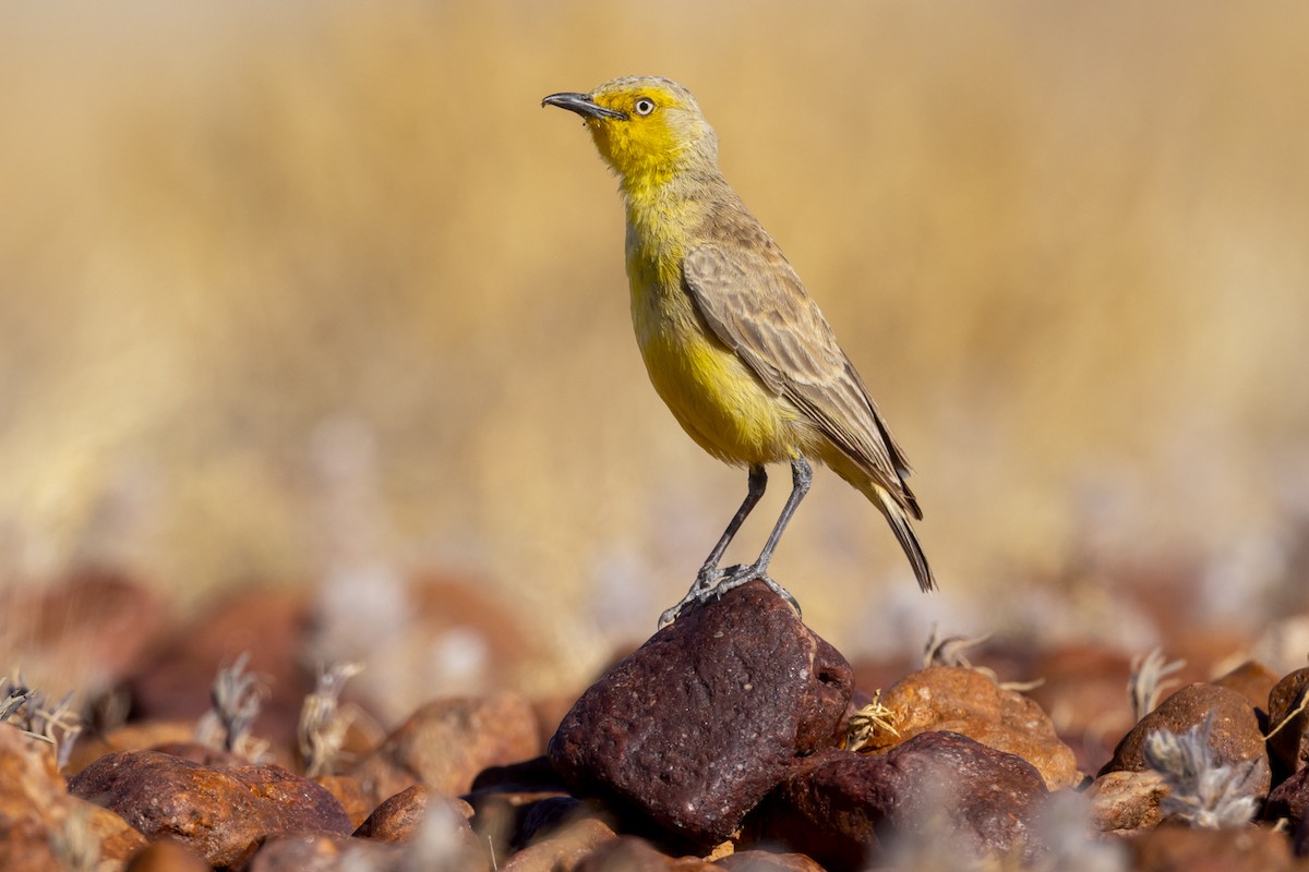 Gibberbird - ML642513020