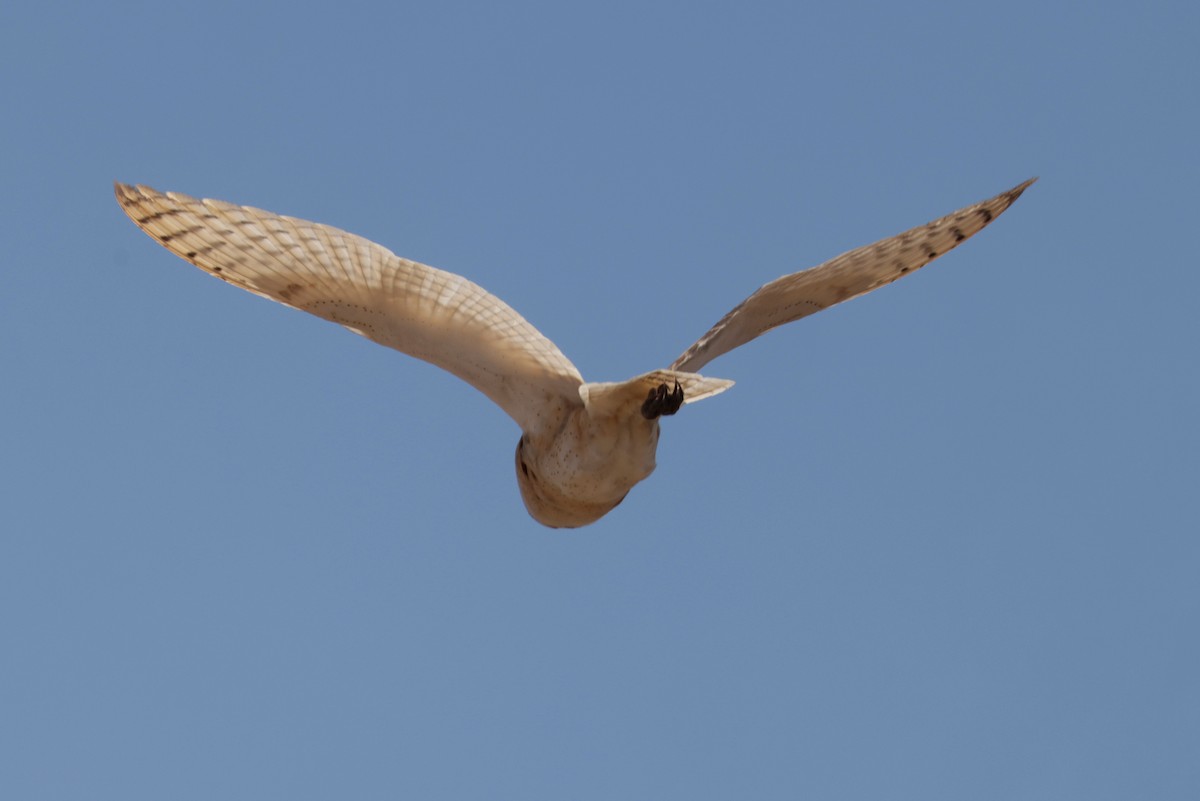 American Barn Owl - ML642513055