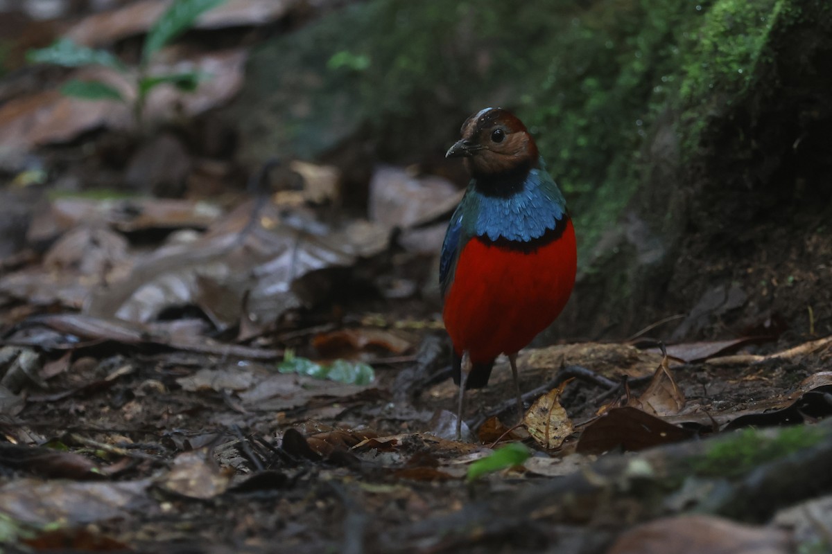 Sulawesi-Blaubrustpitta (celebensis) - ML642513062