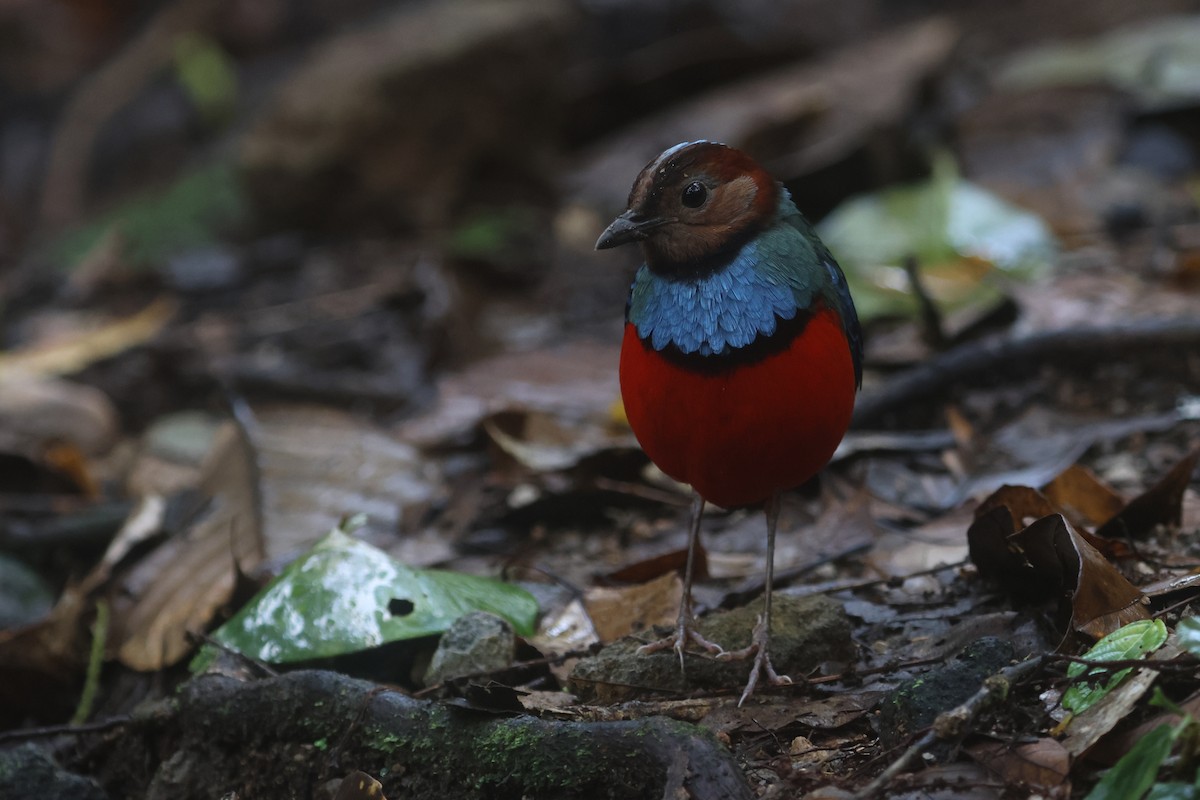Sulawesi-Blaubrustpitta (celebensis) - ML642513063