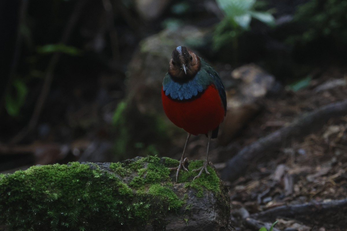 Sulawesi-Blaubrustpitta (celebensis) - ML642513064