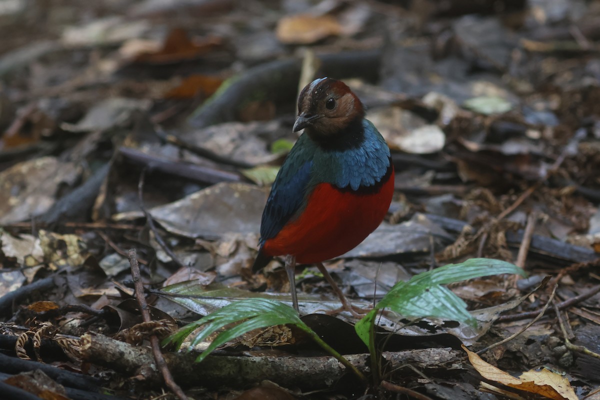 Sulawesi-Blaubrustpitta (celebensis) - ML642513067