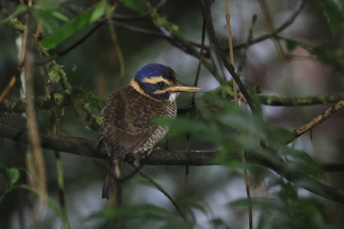 Scaly-breasted Kingfisher (Scaly-breasted) - ML642513068