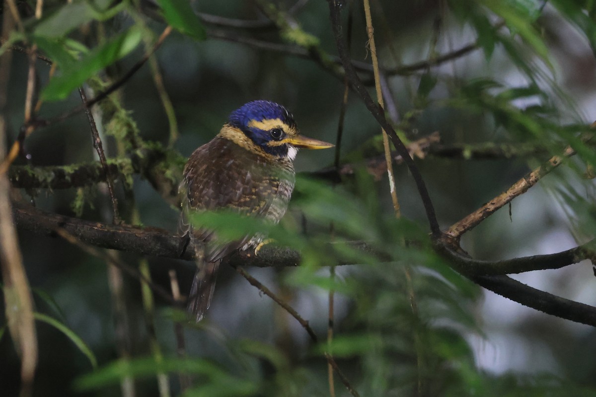 Scaly-breasted Kingfisher (Scaly-breasted) - ML642513069