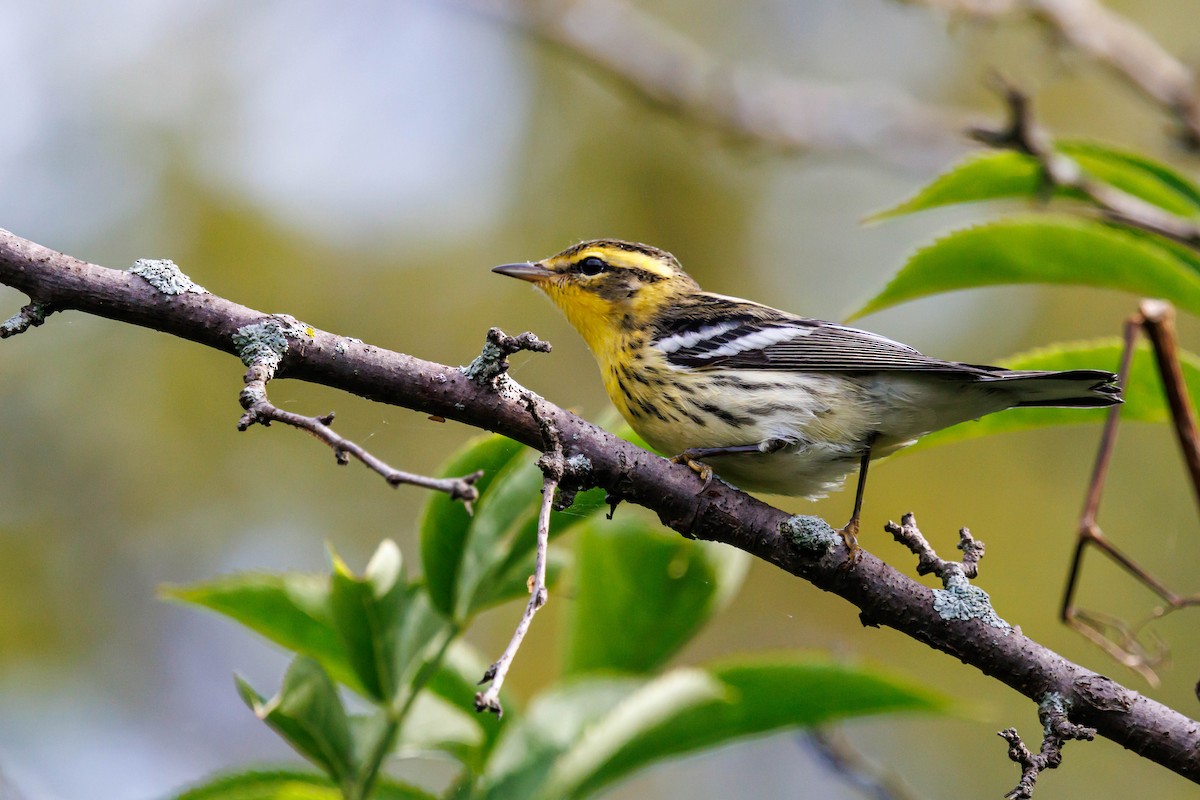 Blackburnian Warbler - ML642513081