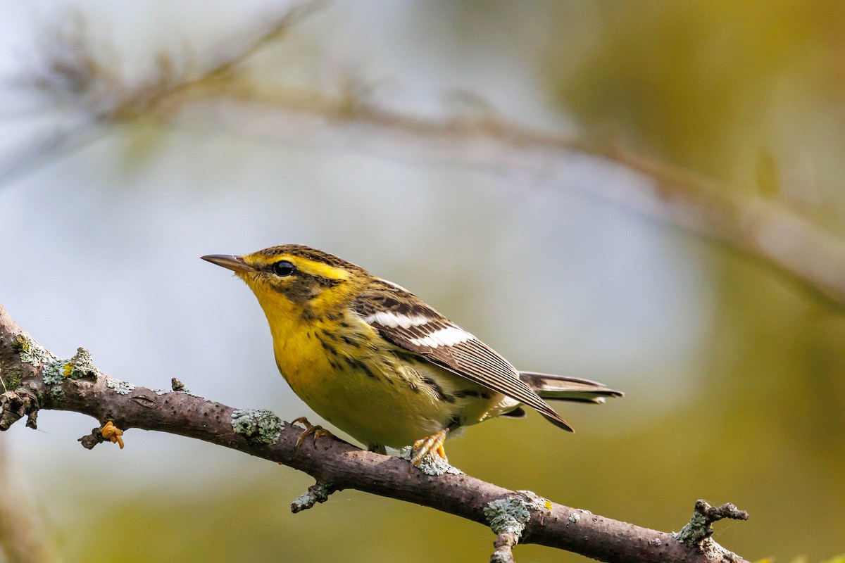 Blackburnian Warbler - ML642513083