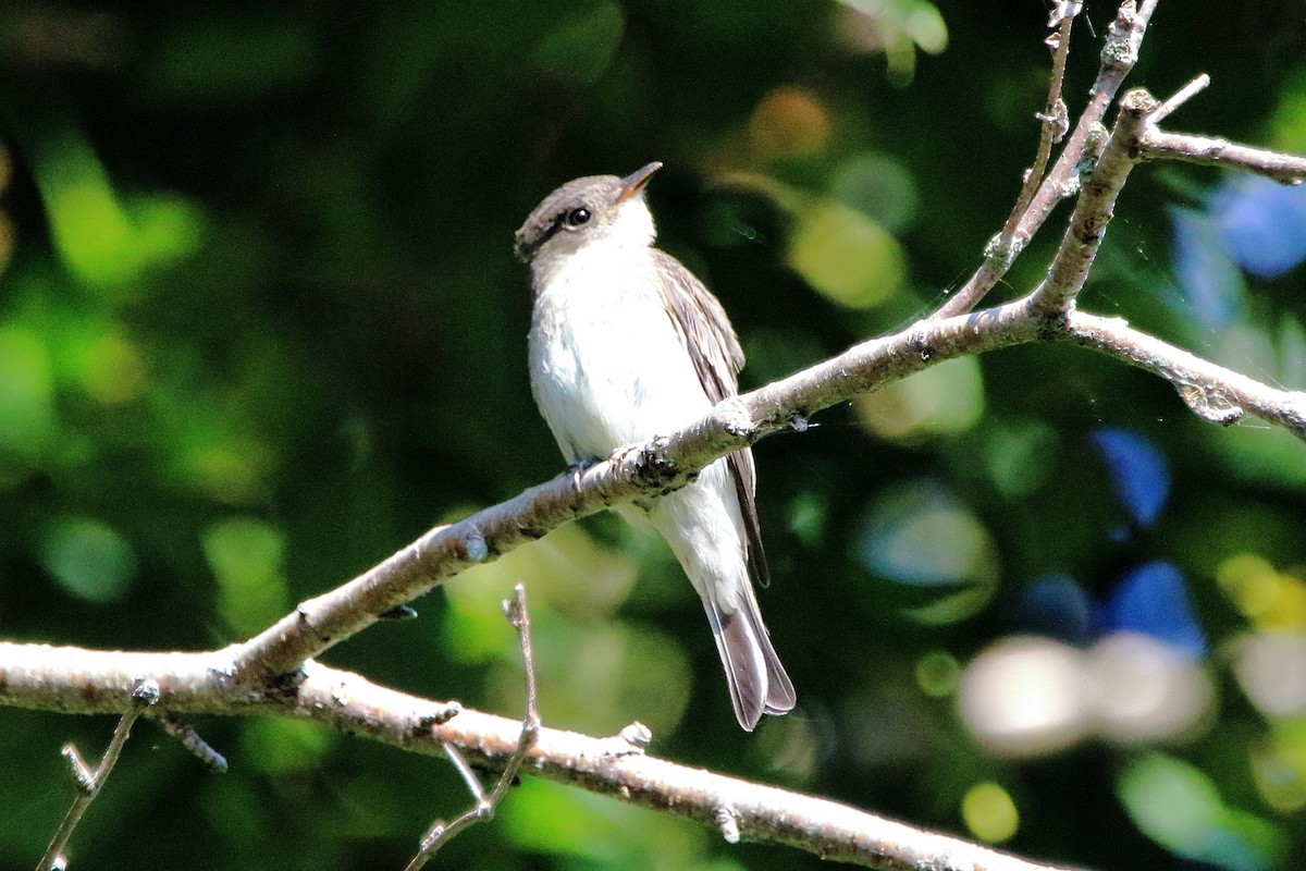 Eastern Wood-Pewee - ML642513084