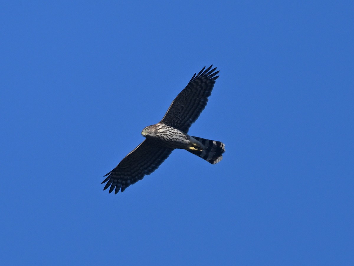 Cooper's Hawk - ML642513086