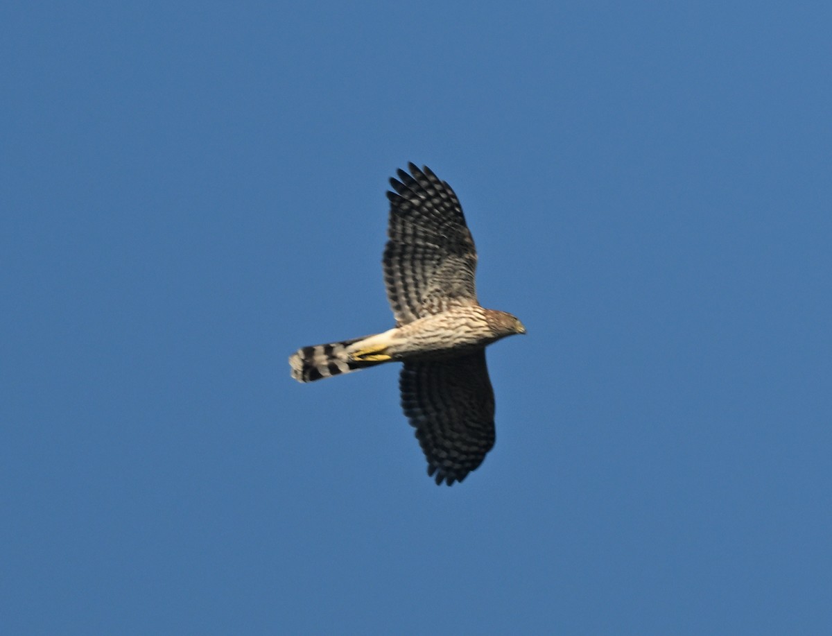 Cooper's Hawk - ML642513087