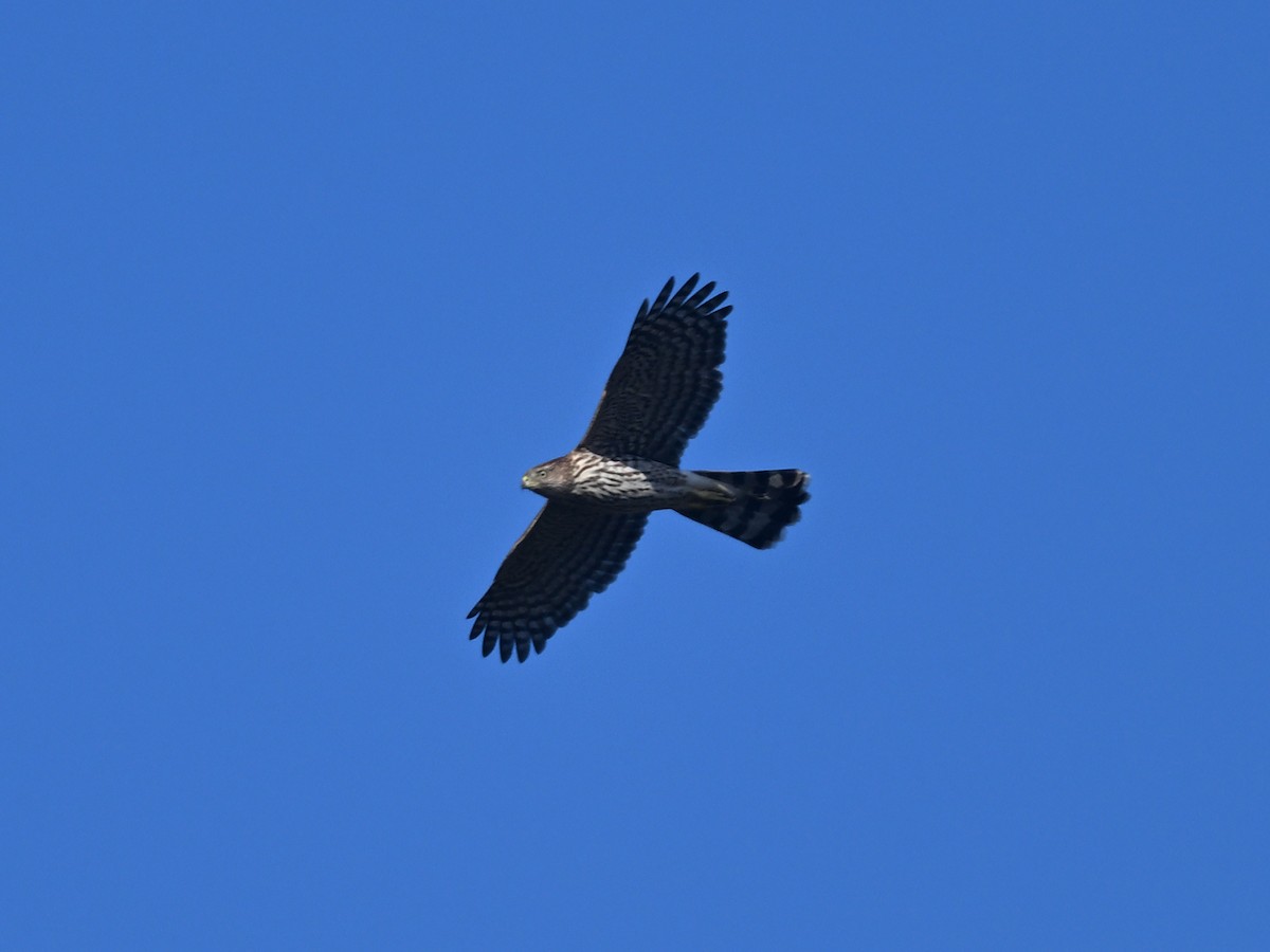 Cooper's Hawk - ML642513088