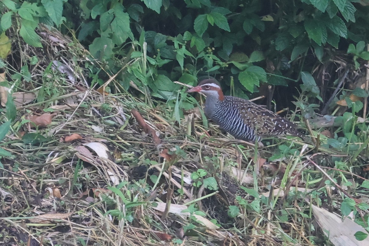 Buff-banded Rail - ML642513090