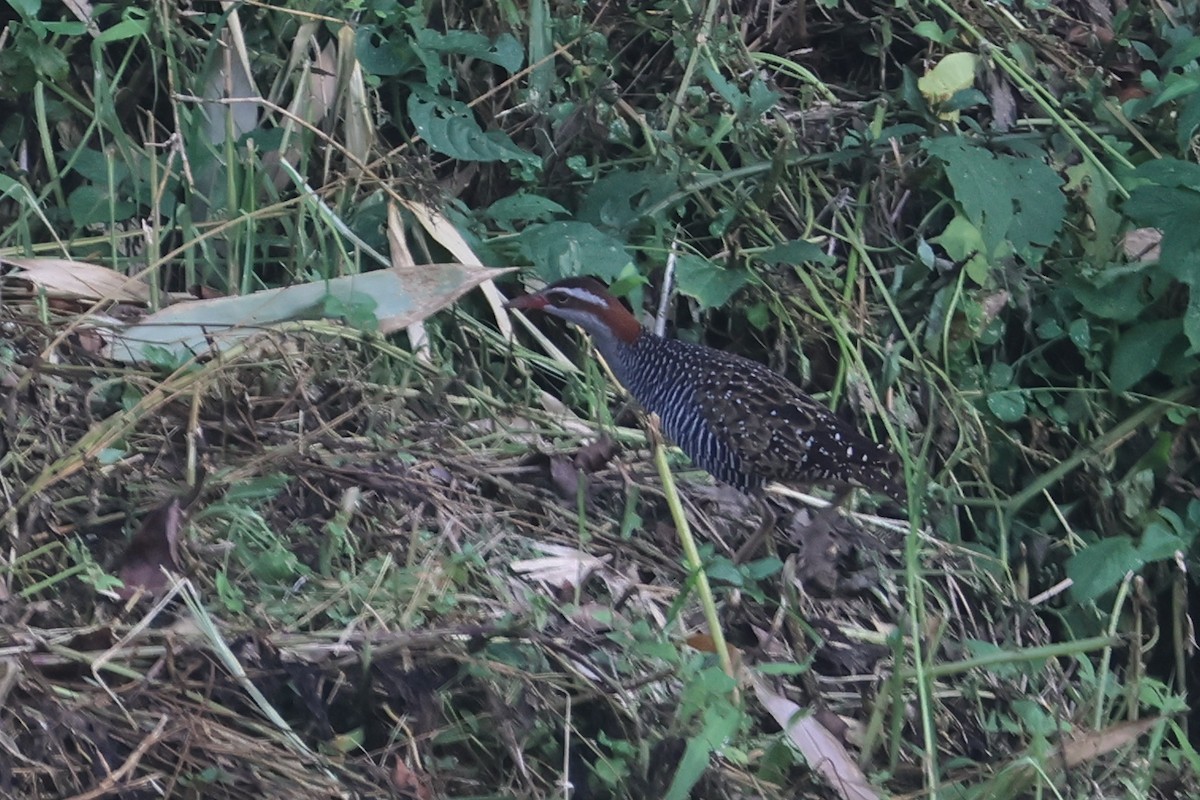 Buff-banded Rail - ML642513091