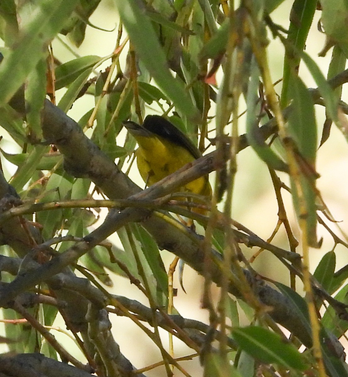 MacGillivray's Warbler - ML642513094