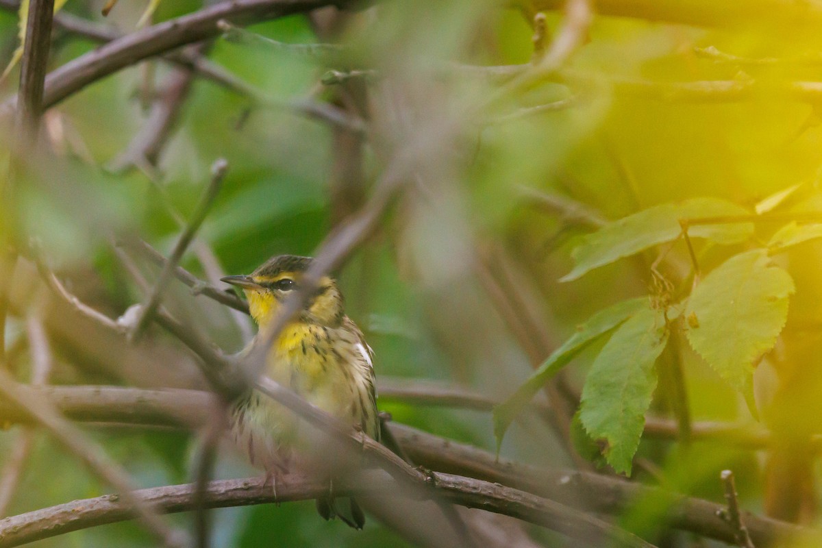 Blackburnian Warbler - ML642513102
