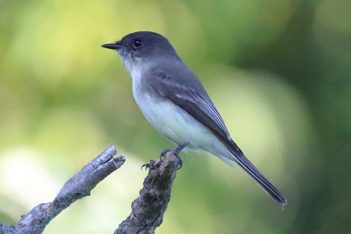 Eastern Phoebe - ML642513104