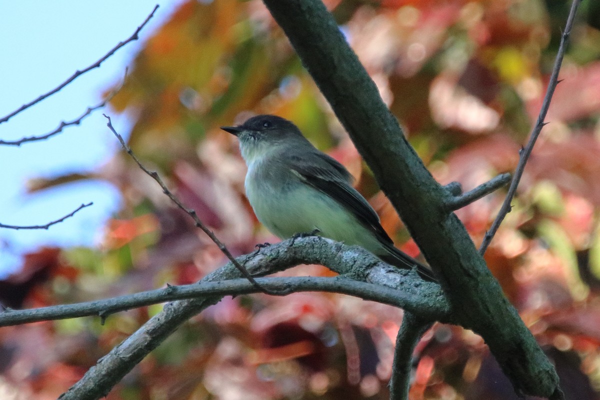 Eastern Phoebe - ML642513105