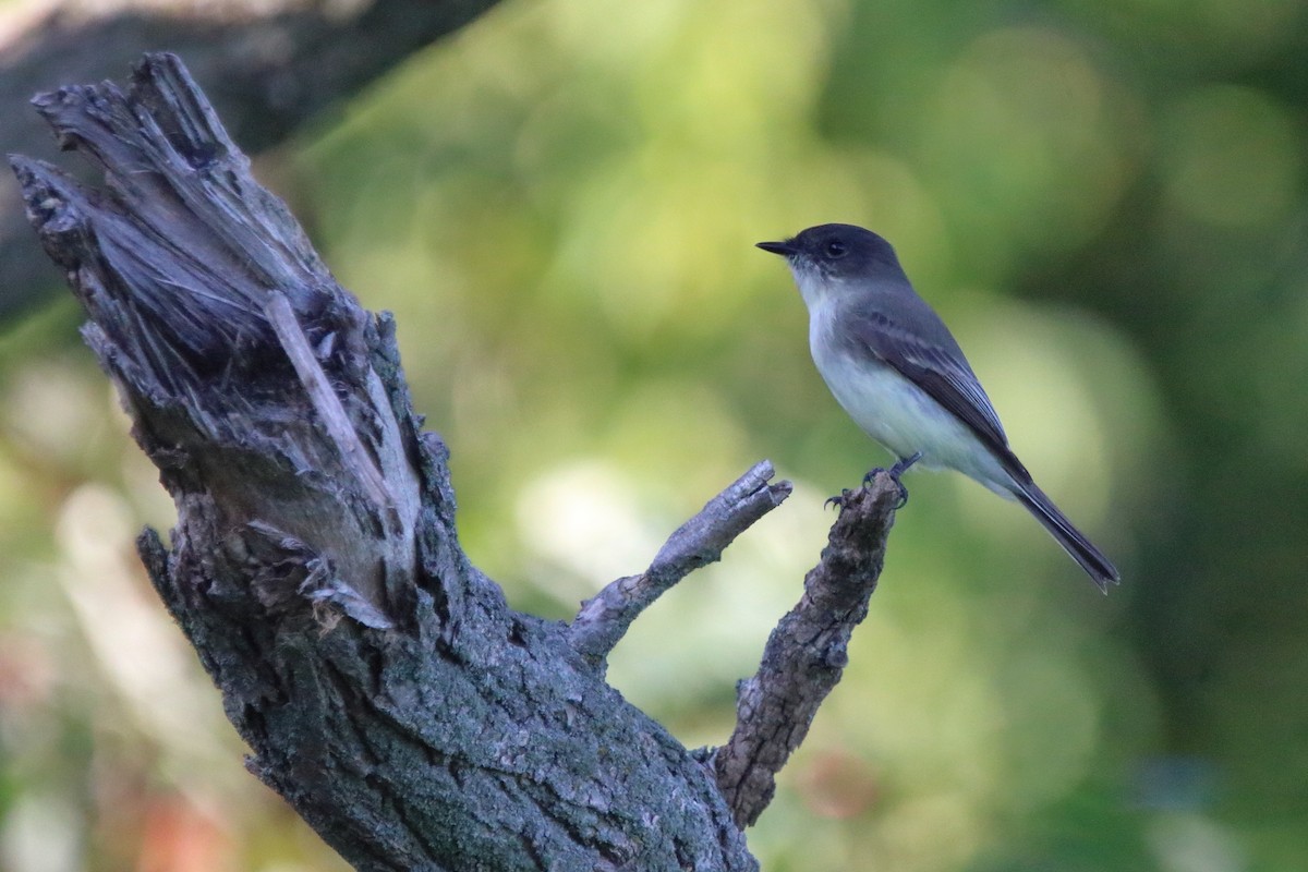 Eastern Phoebe - ML642513106