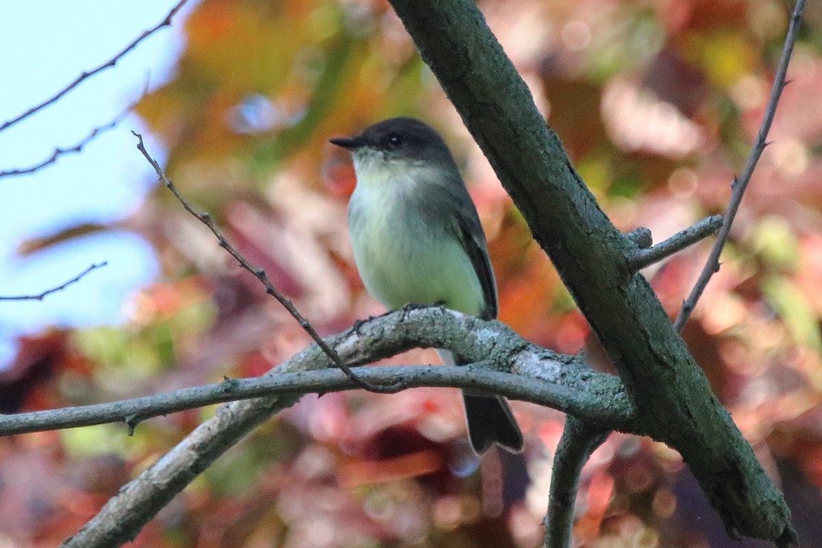 Eastern Phoebe - ML642513107