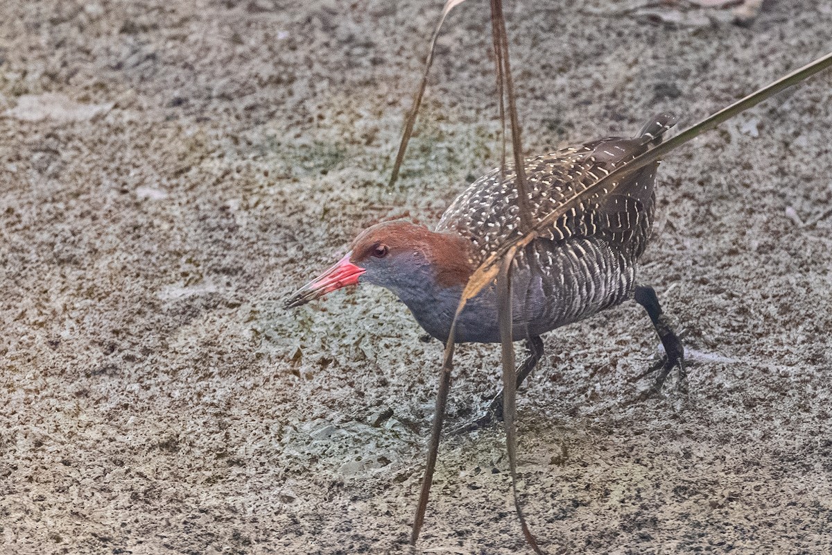 Slaty-breasted Rail - ML642513108