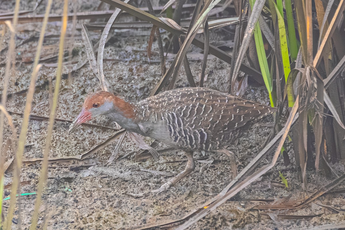 Slaty-breasted Rail - ML642513109
