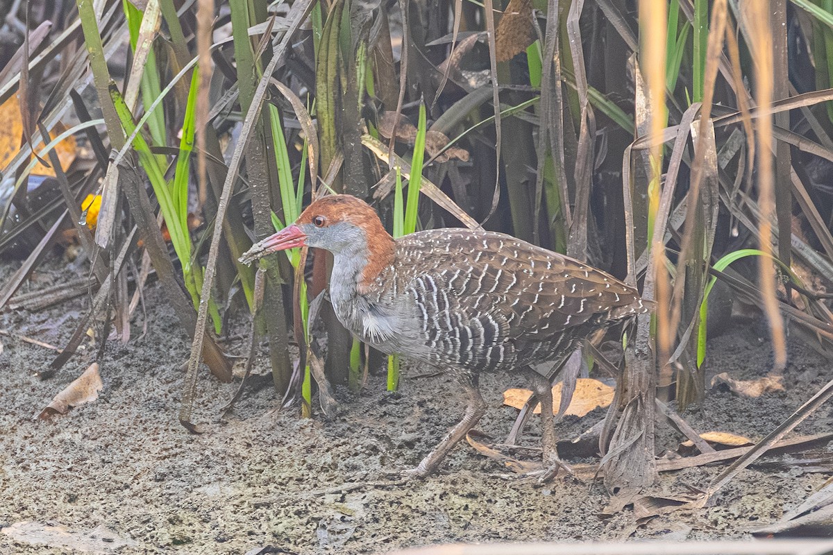 Slaty-breasted Rail - ML642513110