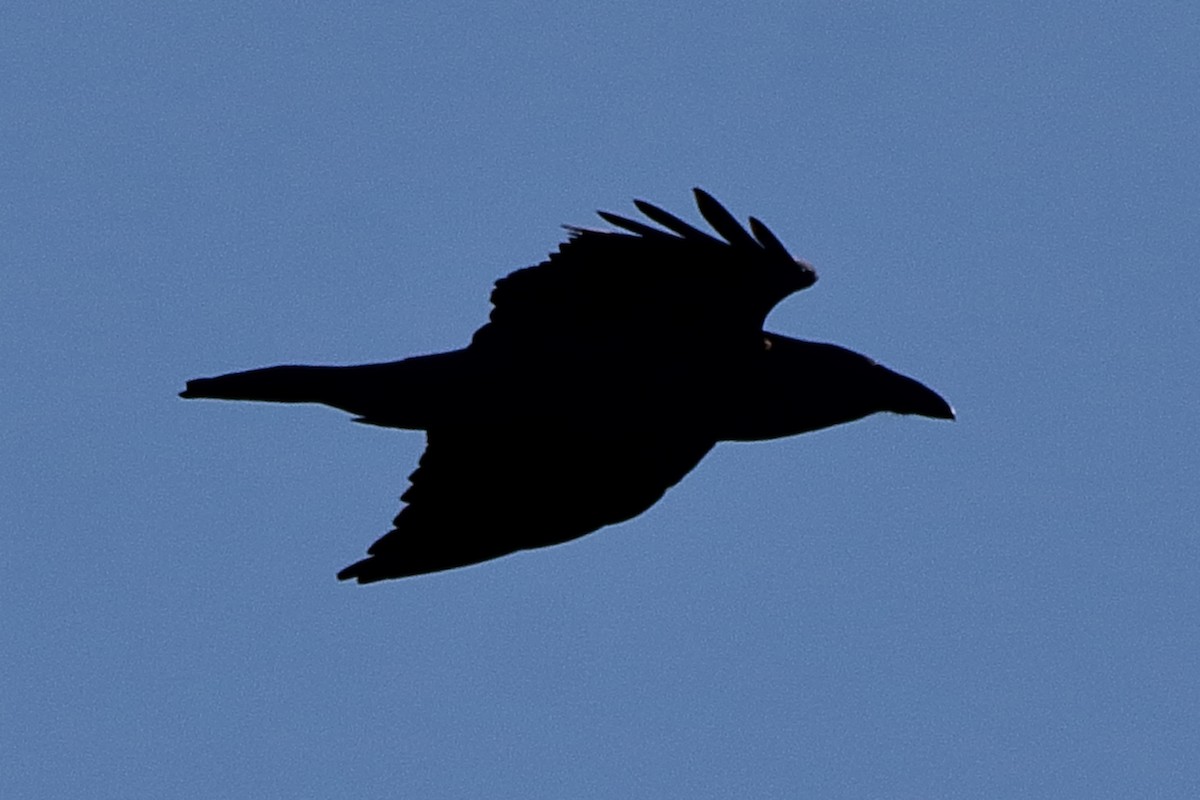 Common Raven - ML642513113
