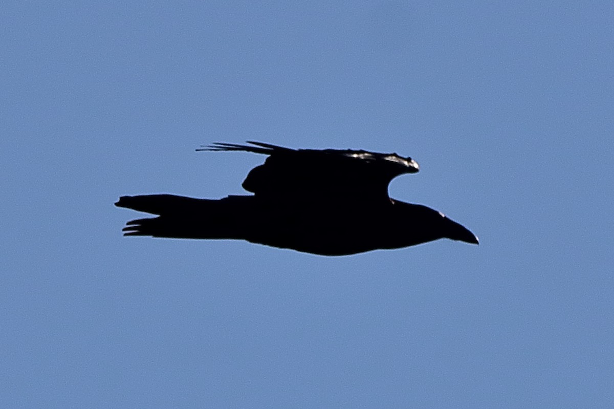 Common Raven - ML642513114