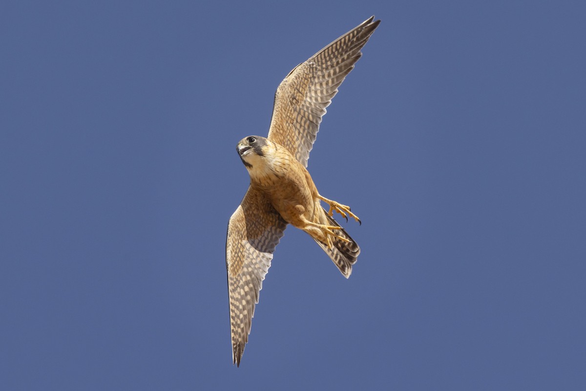 Australian Hobby - ML642513115