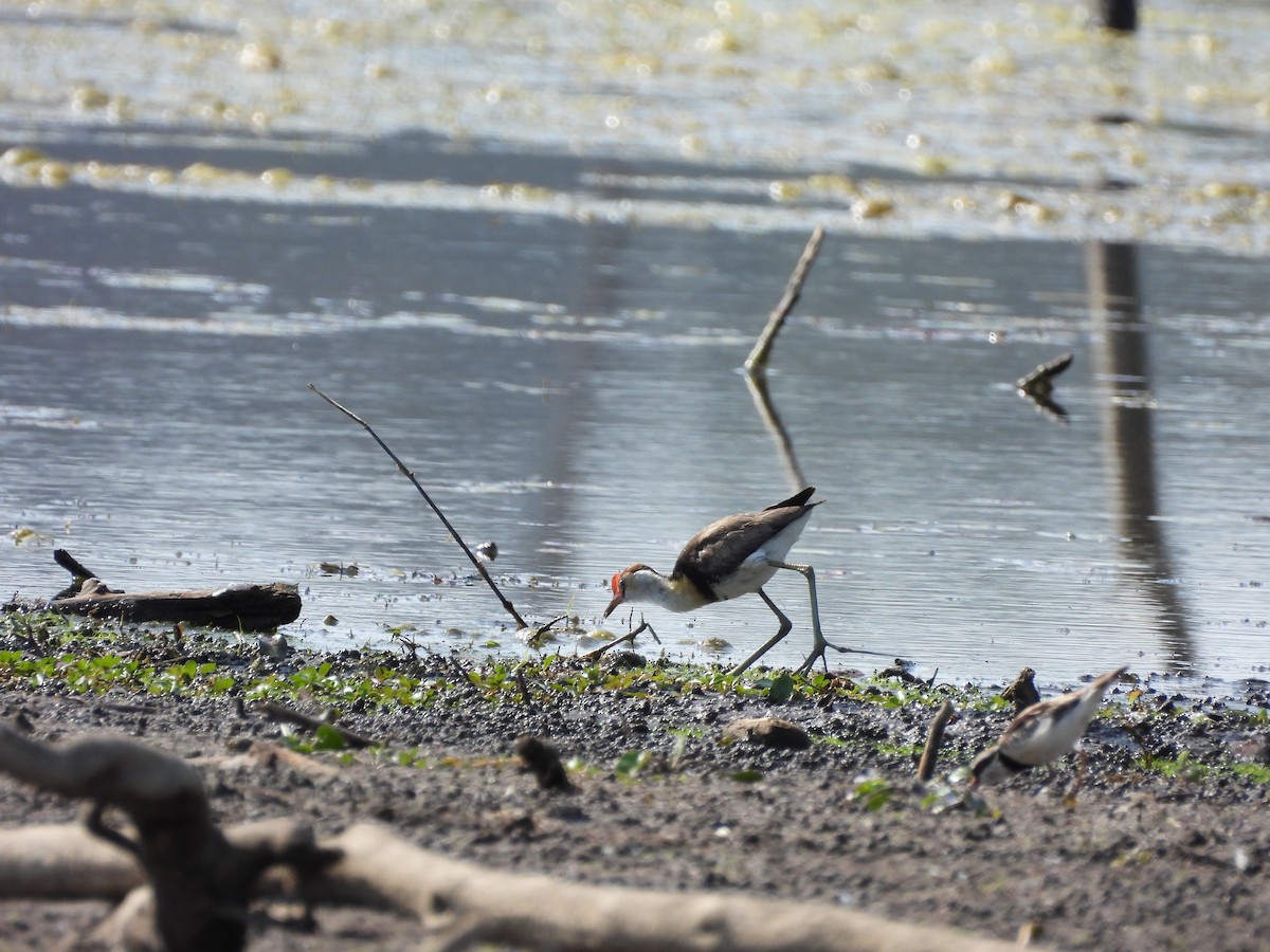 Jacana à crête - ML642513124