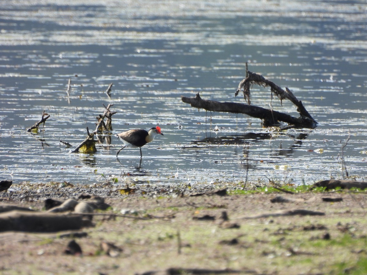 Jacana à crête - ML642513125
