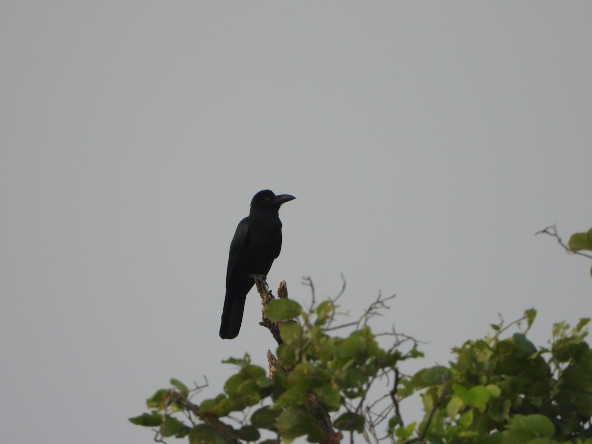 Corbeau à gros bec - ML642513133
