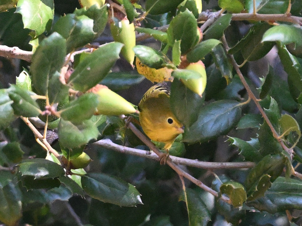 Paruline jaune - ML642513134