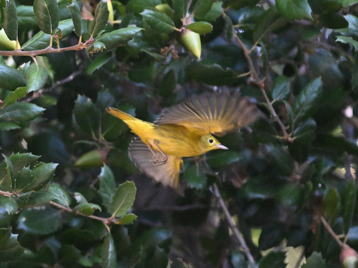 Paruline jaune - ML642513136