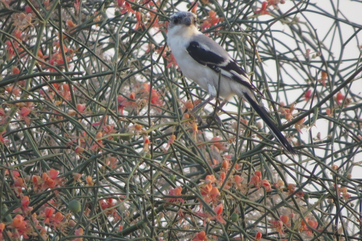 Pie-grièche grise (lahtora) - ML642513154