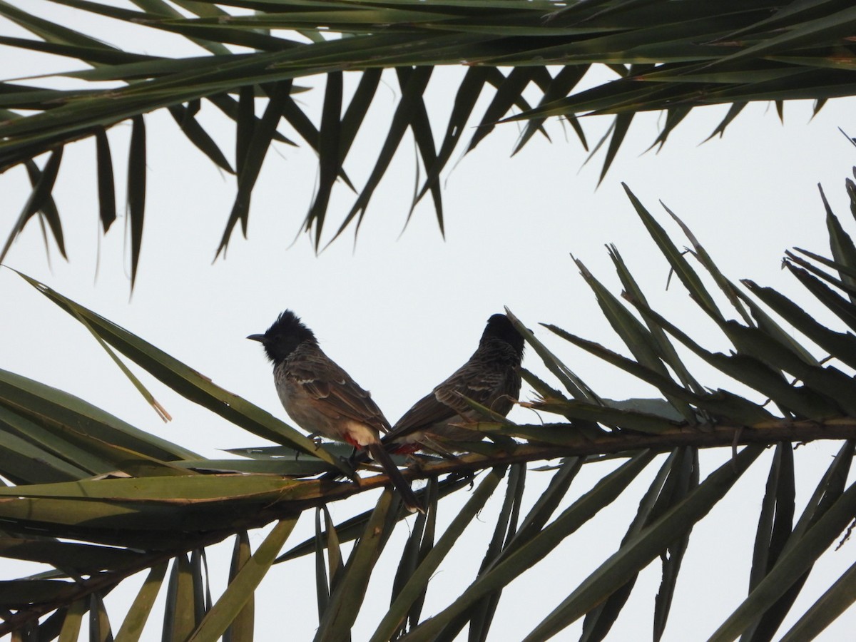 Bulbul à ventre rouge - ML642513160