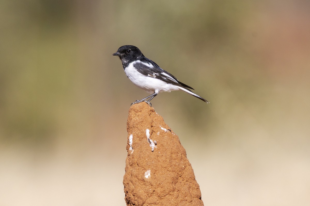 Miro à capuchon - ML642513182
