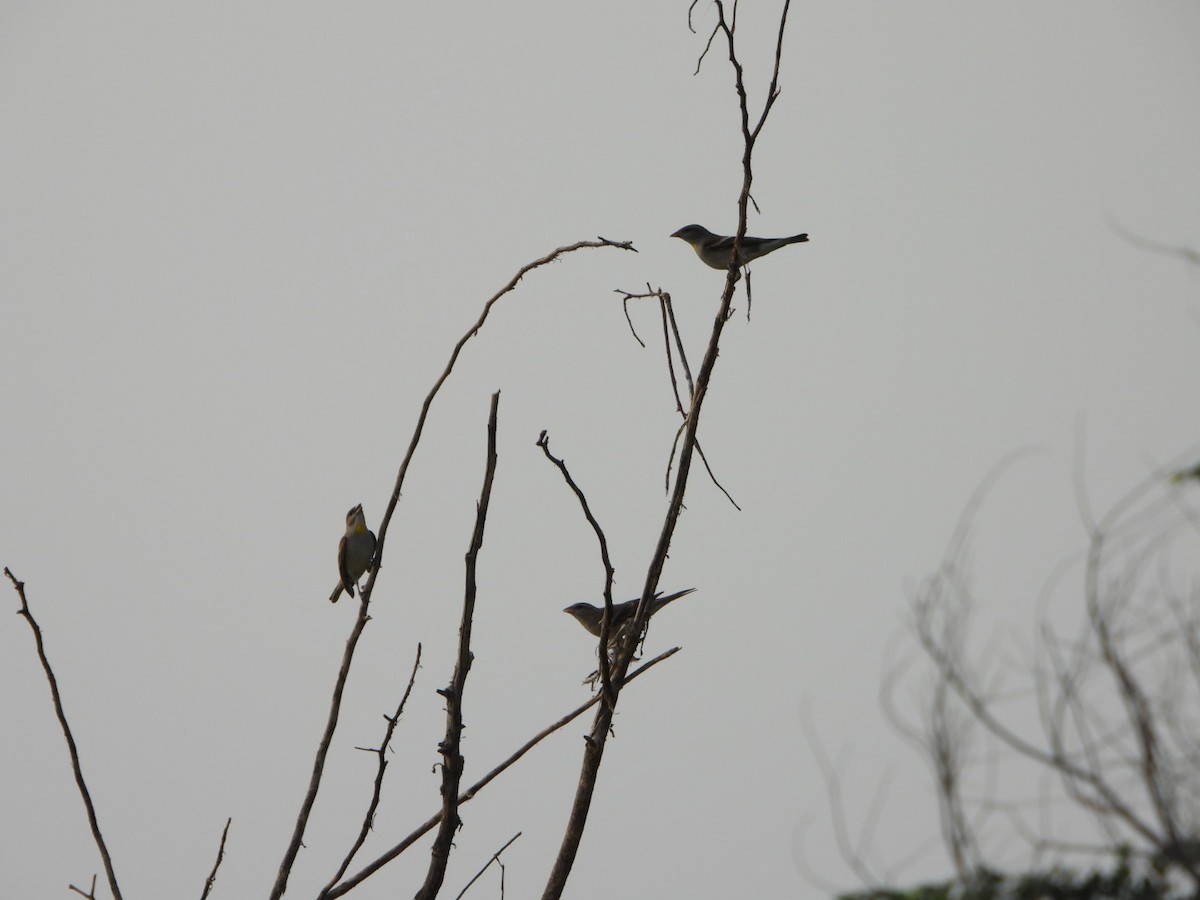 Yellow-throated Sparrow - ML642513185