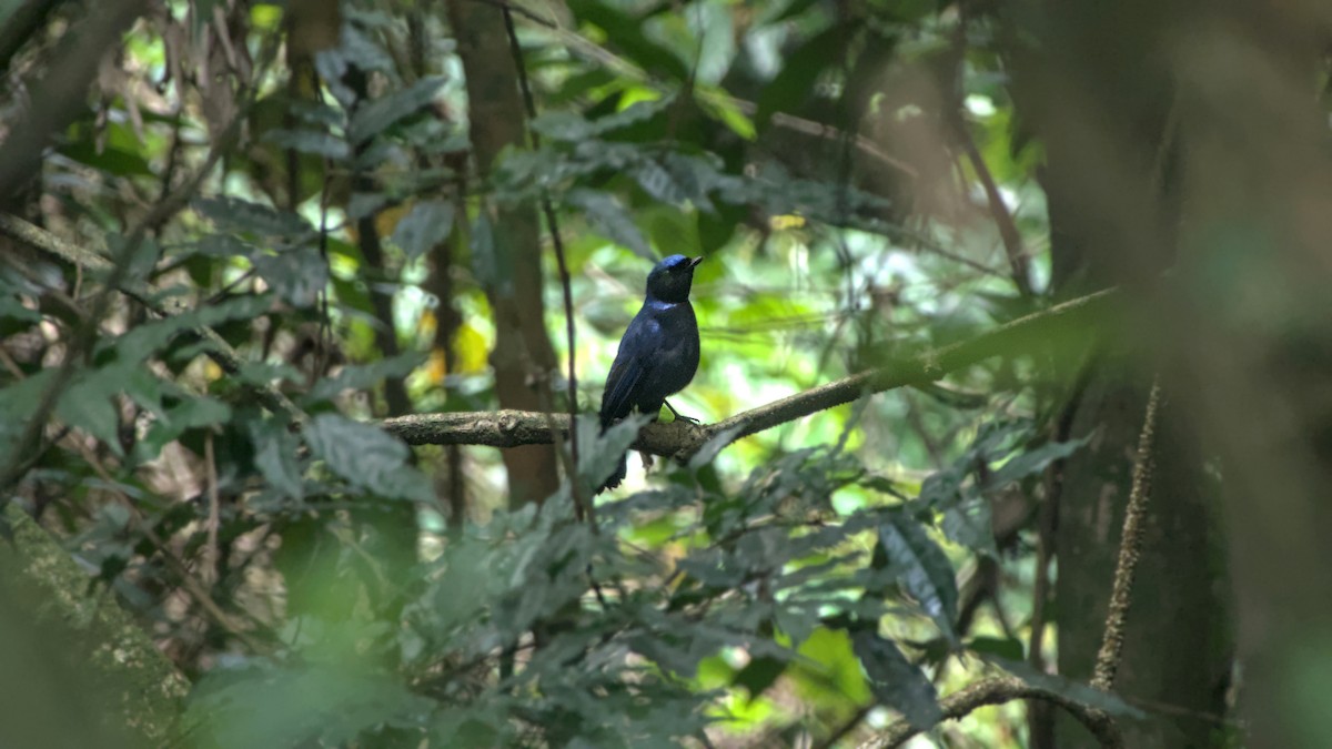 Large Niltava - ML642513188