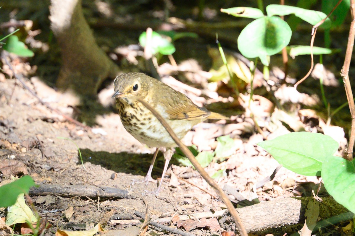 Swainson's Thrush - ML642513194