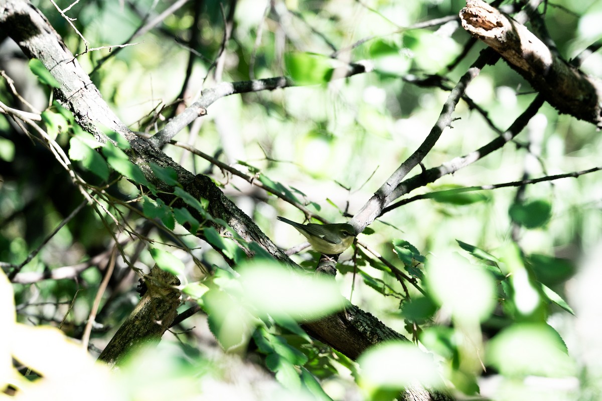 Black-throated Blue Warbler - ML642513199