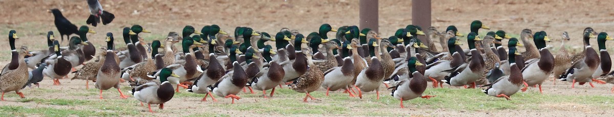 Mallard - ML642513213