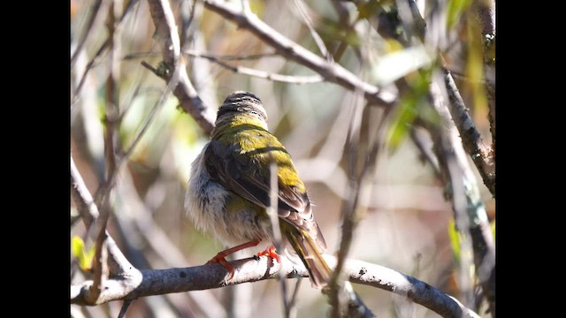 Brown-headed Honeyeater - ML642513229