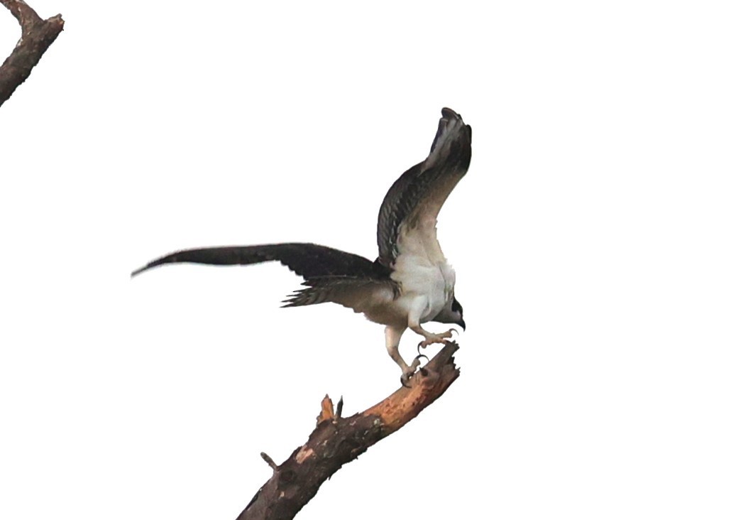 Osprey - ML642513242