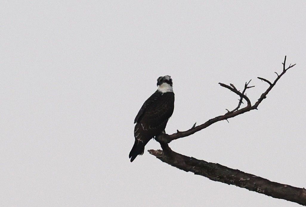 Osprey - ML642513245