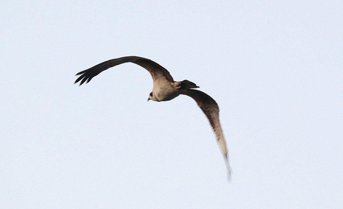 Osprey - ML642513246